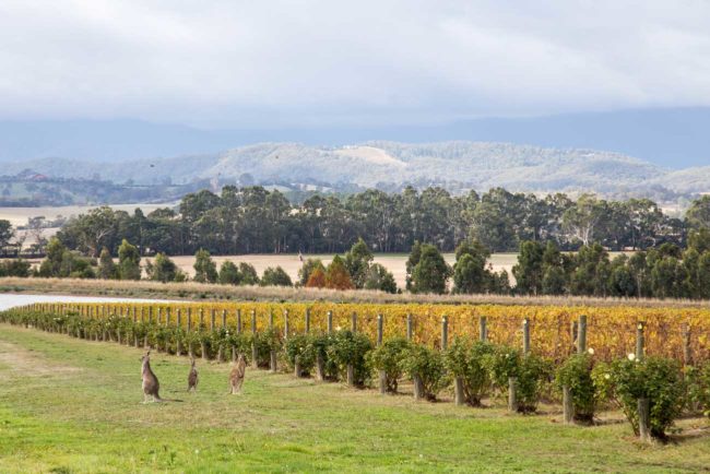 yarra valley places to stay
