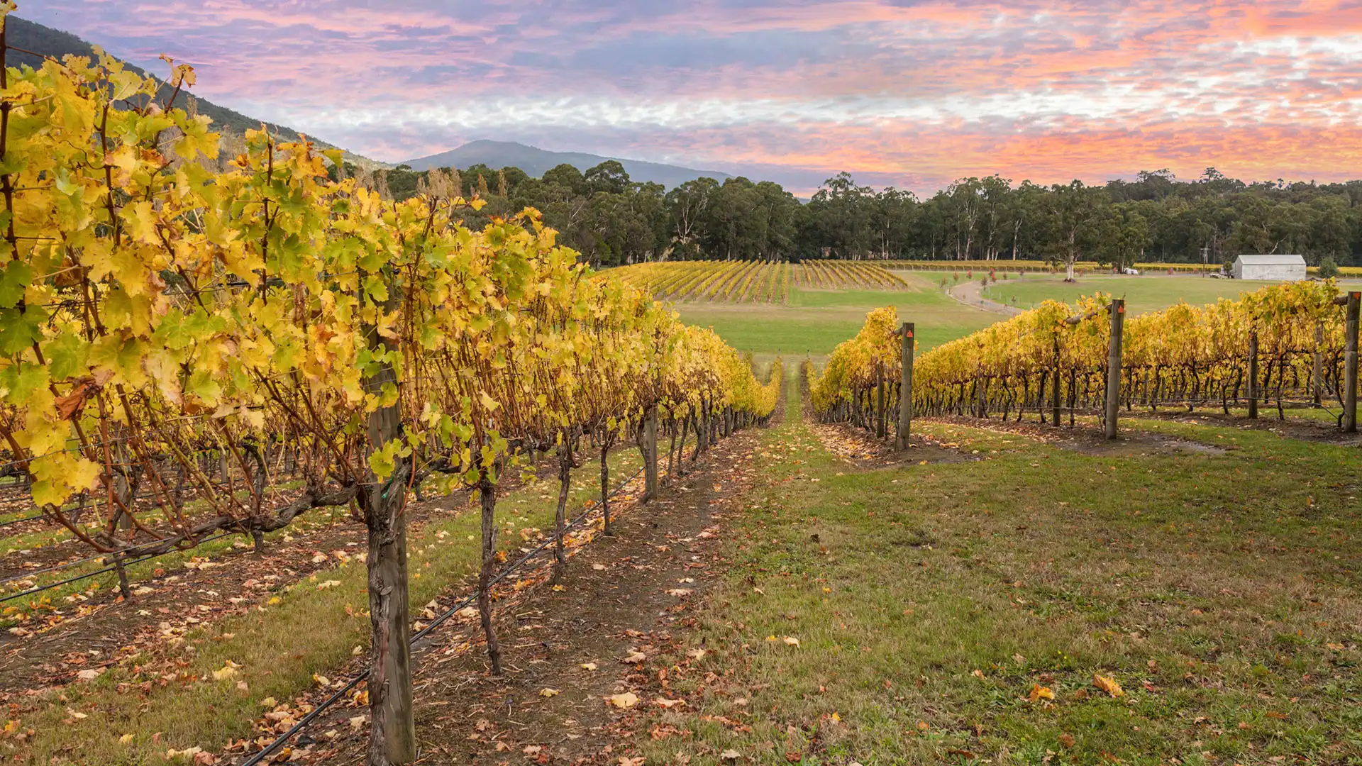 what's on in the yarra valley this autumn
